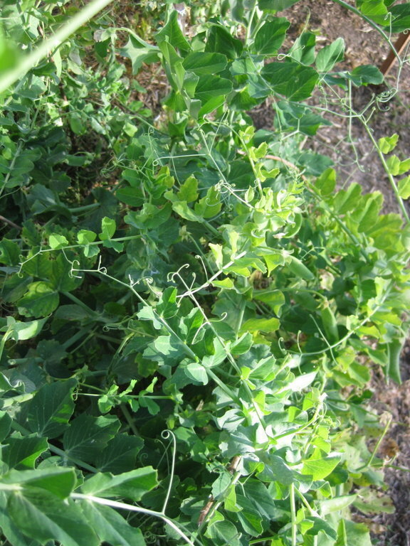 Pea Greenfeast seeds TheSeedCollection