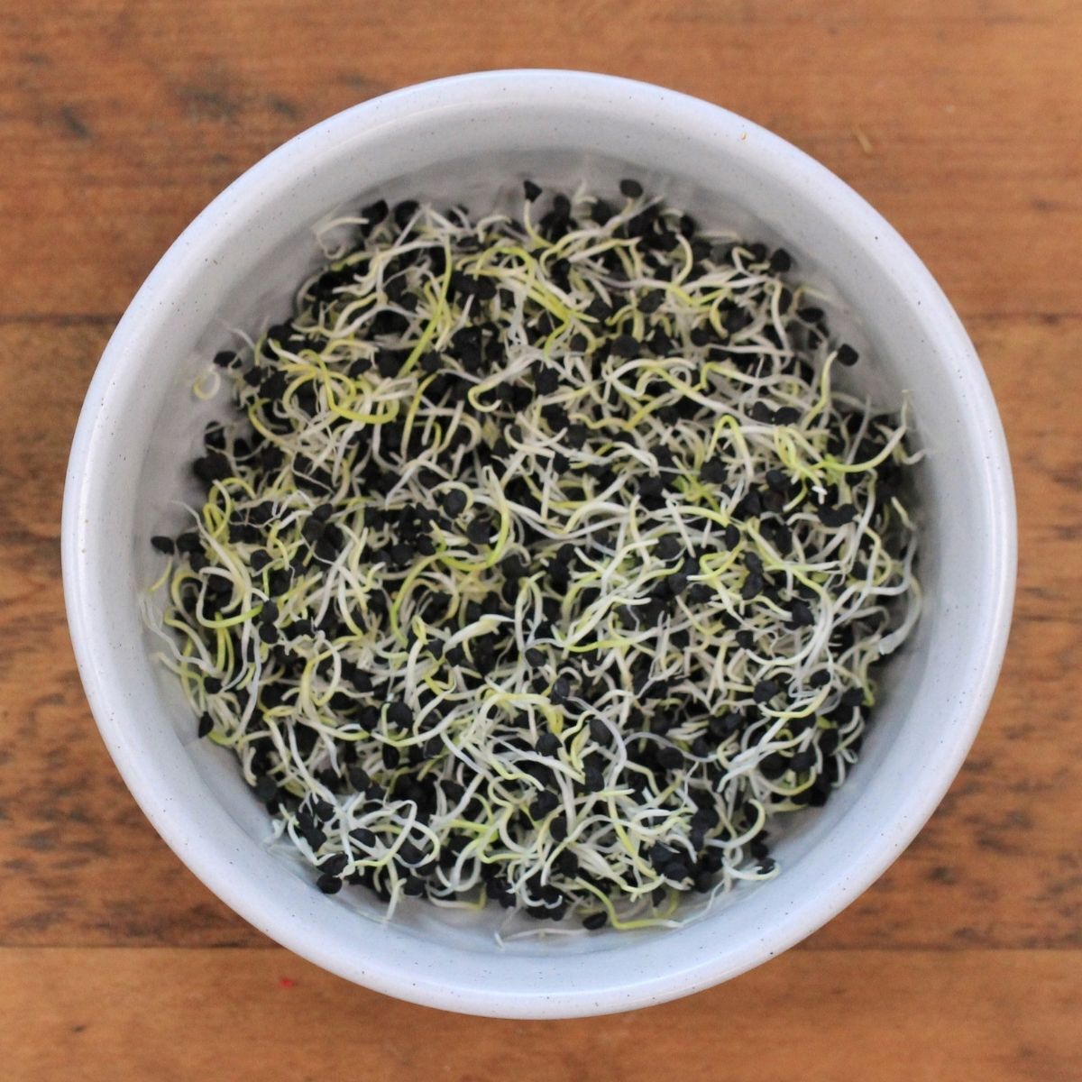 Sprouting Onion seeds The Seed Collection