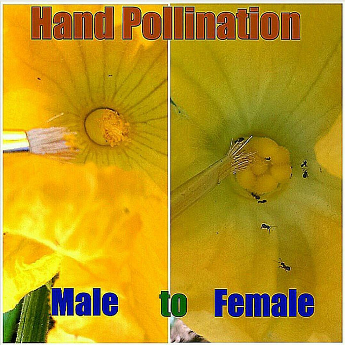 Hand Pollination 700