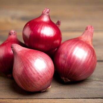 Onion- Amposta Purple