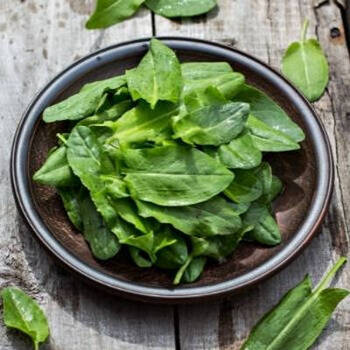 Growing Sorrel: A Tangy Leafy Green for Your Garden