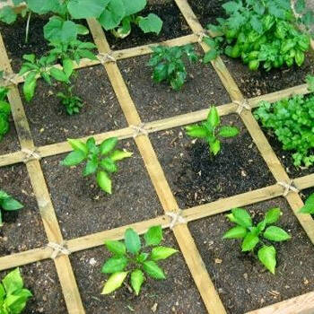Growing On the Grid: Using Square Foot Gardening to Boost Your Harvest