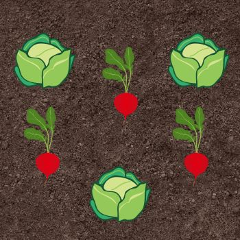 Spacing Matters: Why Vegetable Plants Need to Keep Their Distance