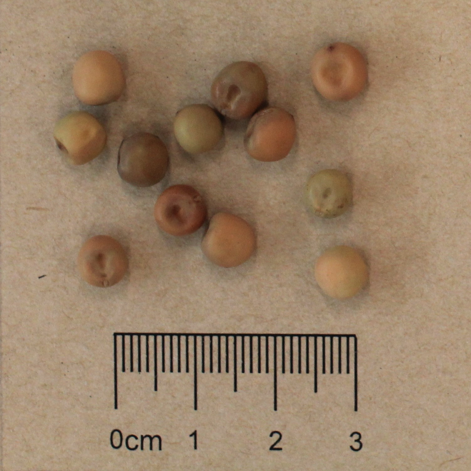 Pea (Pisum sativum)