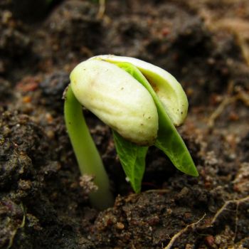 Understanding Seeds: What's Inside and How Germination Happens