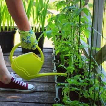Container Gardening and Watering: What You Need to Know
