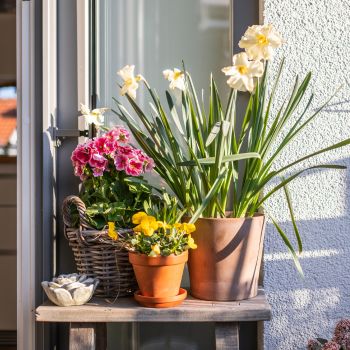 Balcony Gardening: Growing in an Urban Environment