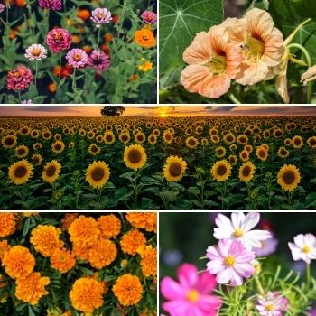 Five Flowers That Anyone Can Grow From Seed