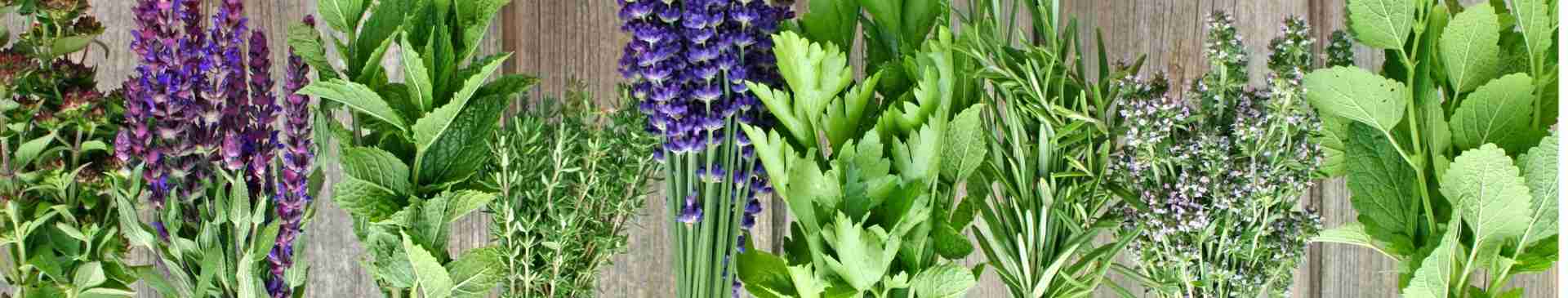 5 Benefits of Starting a Herb Garden