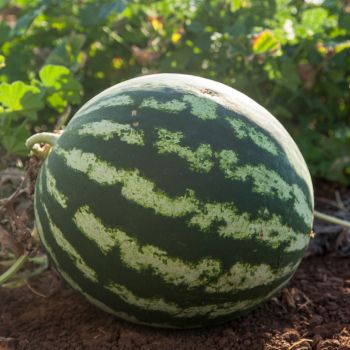 How to Tell if a Watermelon is Ready to Harvest