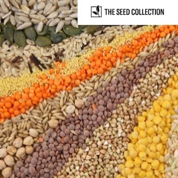 New Seeds August 2019: 70 New Seed Varieties Available Now