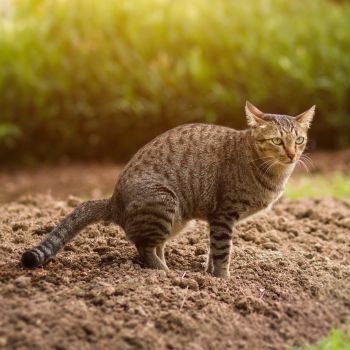 How To Stop Cats From Using Your Garden Beds As A Toilet