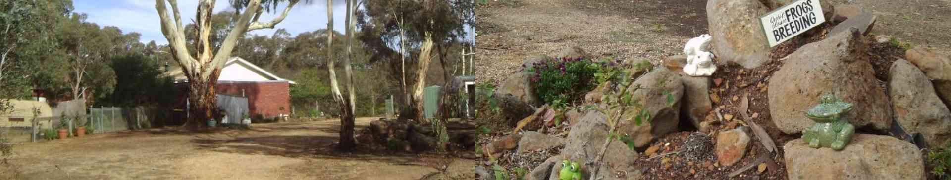 My Garden: Gardening Amongst the Dust, Dry, Clay, Rocks and Gravel