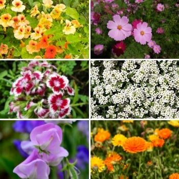 Self-Seeding Flowers: Easy to Grow, Spectacular to Enjoy