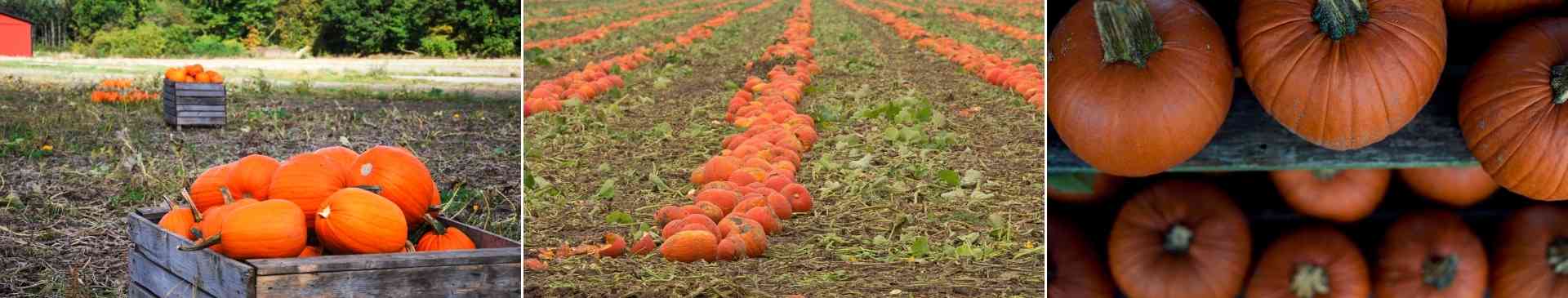 How to Harvest and Store Pumpkins
