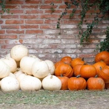 How to Harvest and Store Pumpkins