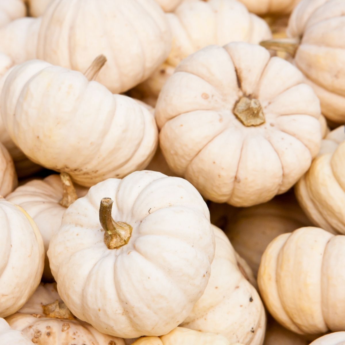 Pumpkin Baby Boo Seeds The Seed Collection pumpkin-baby-boo-seeds-the-seed-collection