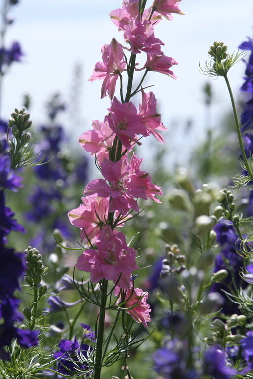 Larkspur Imperial Choice Mix Seeds The Seed Collection