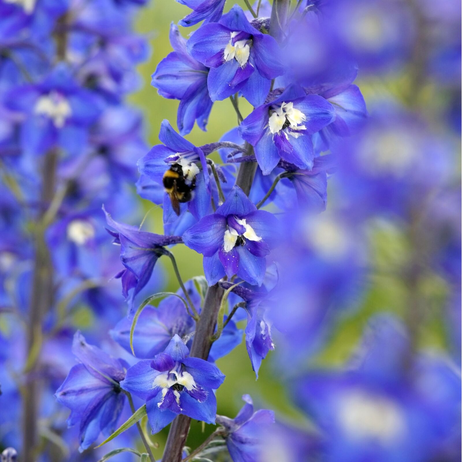 Larkspur- Imperial Blue Bell seeds