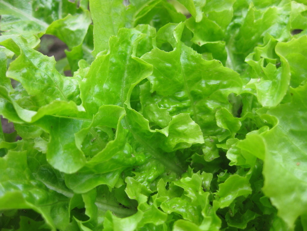 Lettuce Salad Bowl Green seeds The Seed Collection