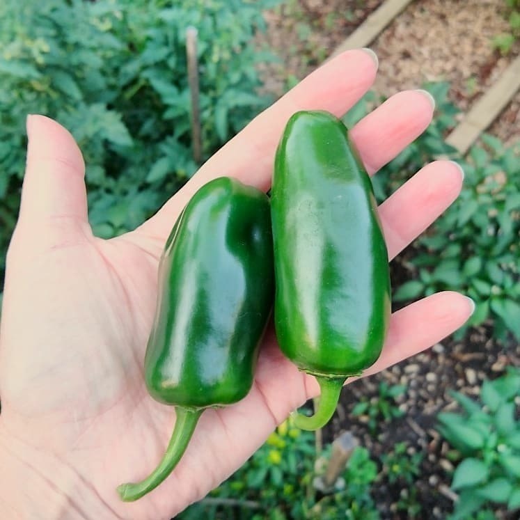 Chilli Jalapeno seeds The Seed Collection
