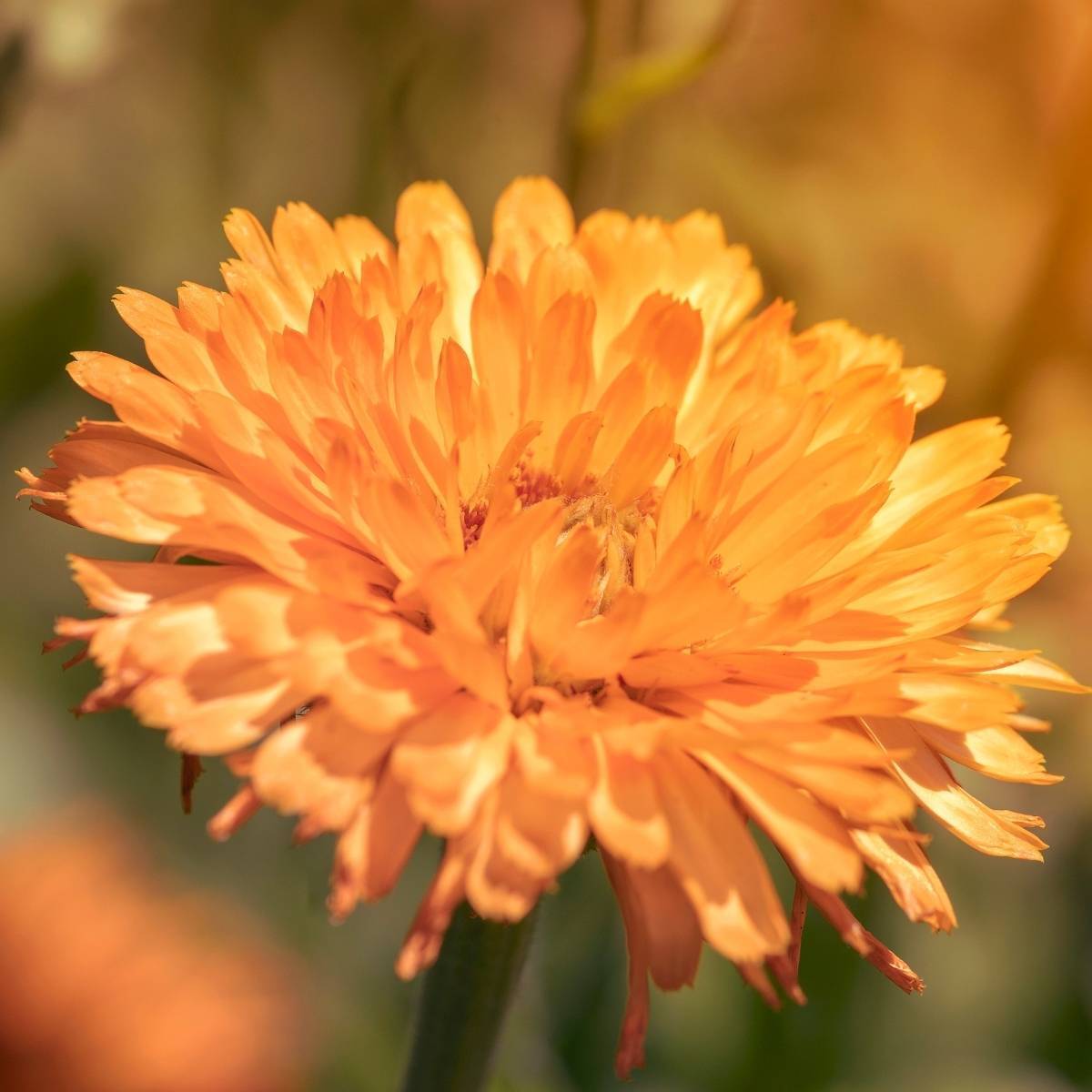 Outsidepride Calendula Pink Surprise - 1000 Seeds