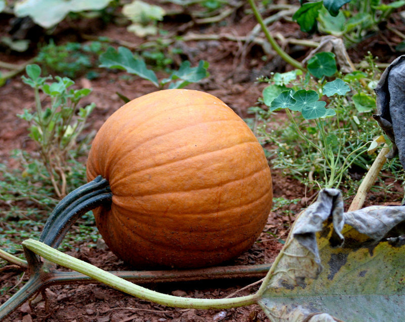 Pumpkin- Small Sugar seeds | The Seed Collection