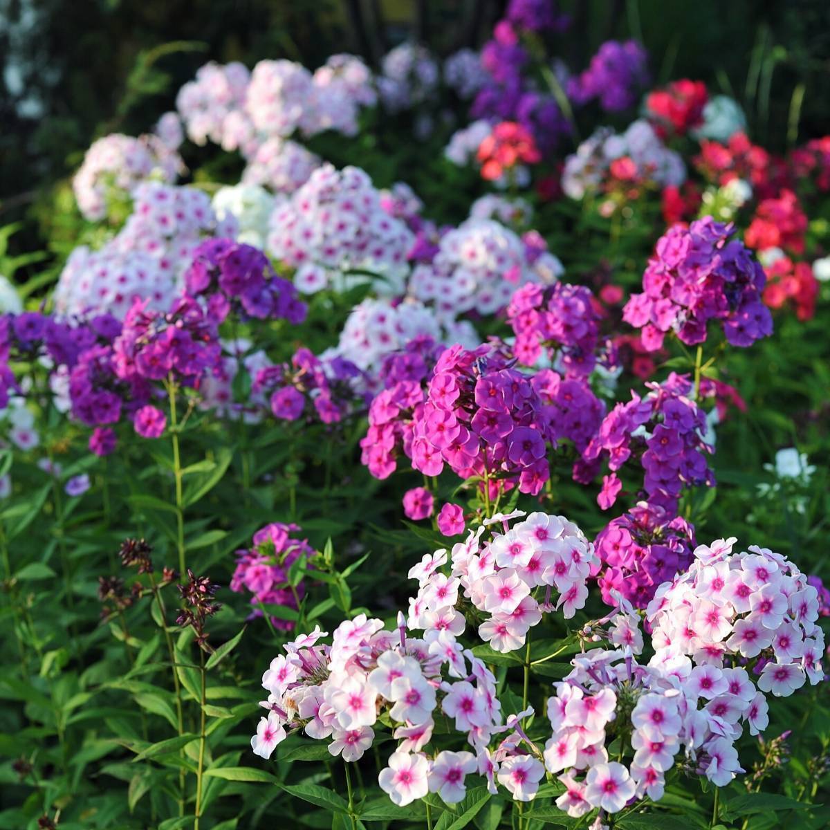 Phlox Paniculata Mix Seeds The Seed Collection Phlox Paniculata Mix Seeds The Seed Collection