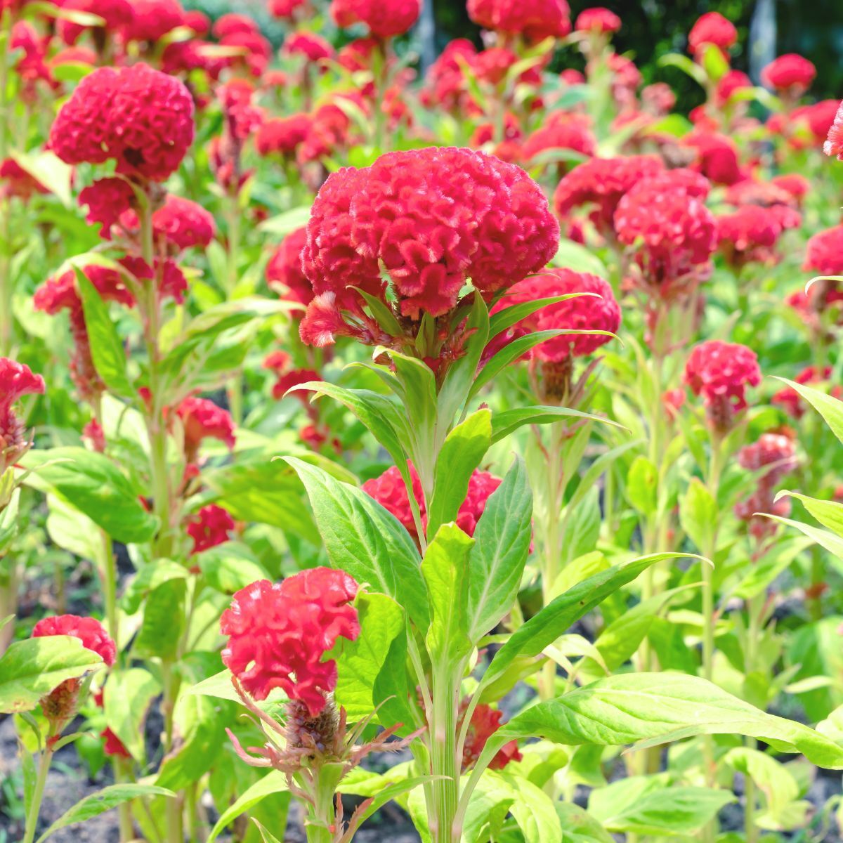 Celosia Cockscomb Red Seeds The Seed Collection Celosia Cockscomb Red Seeds The Seed Collection