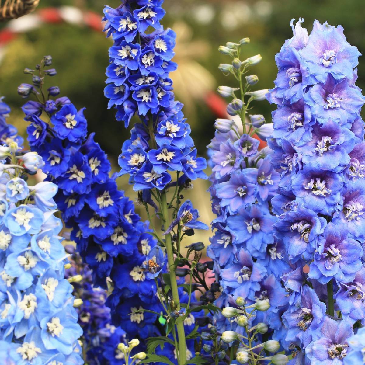 Delphinium Pacific Giants Mixed seeds The Seed Collection