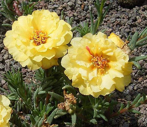 Portulaca Grandiflora - Moss Rose Mix 200 Seeds