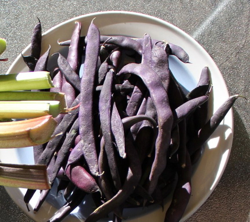 Climbing Bean Purple King seeds The Seed Collection