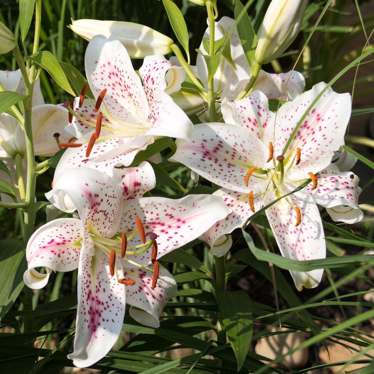 Lily Muscadet (Bulb) The Seed Collection