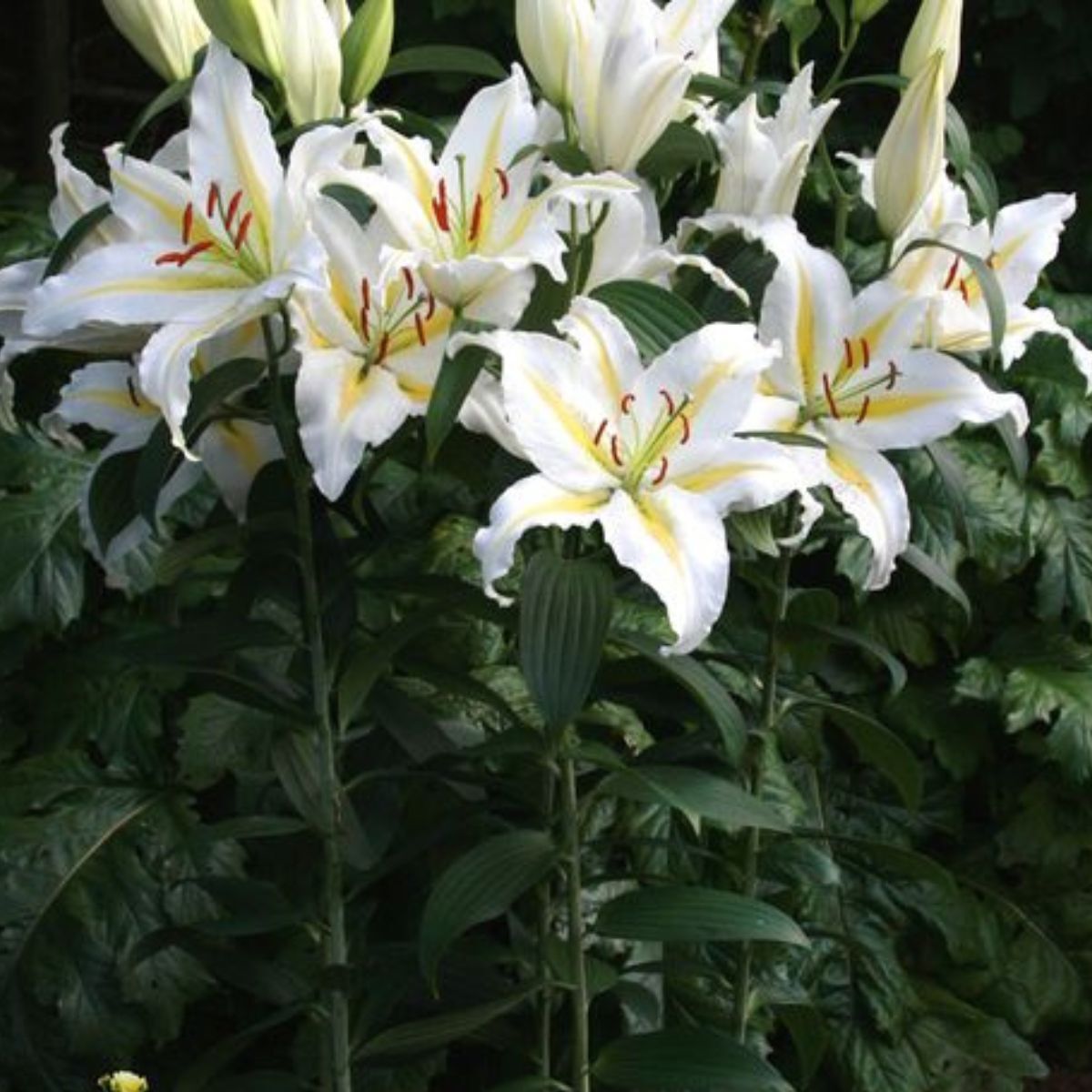 Oriental Lily- Baferrari | The Seed Collection