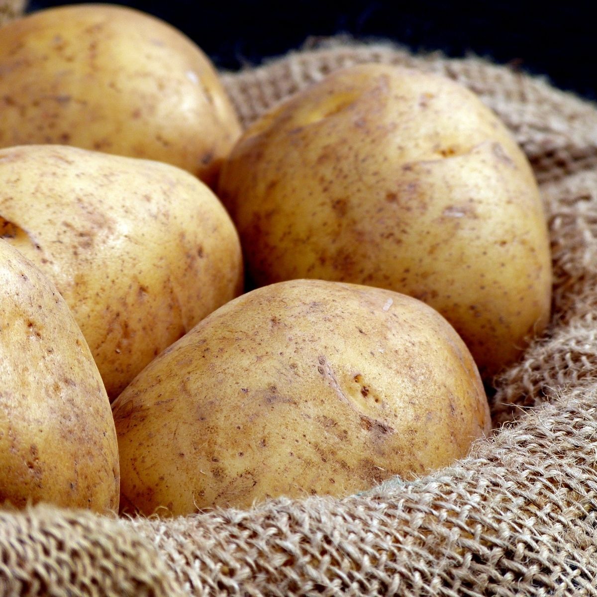 Гибрид картофель