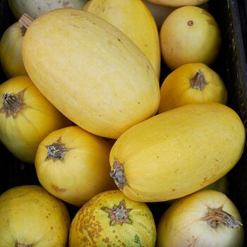 Winter Squash- Vegetable Spaghetti seeds | The Seed Collection