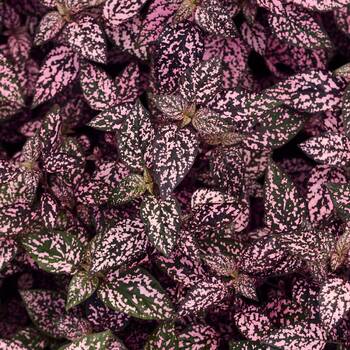 Polka Dot Plant- Pink seeds | The Seed Collection