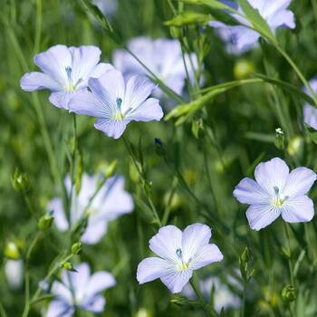 Blue Flax seeds | The Seed Collection