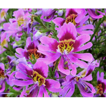 Schizanthus- Angel Wings Mixed seeds | The Seed Collection