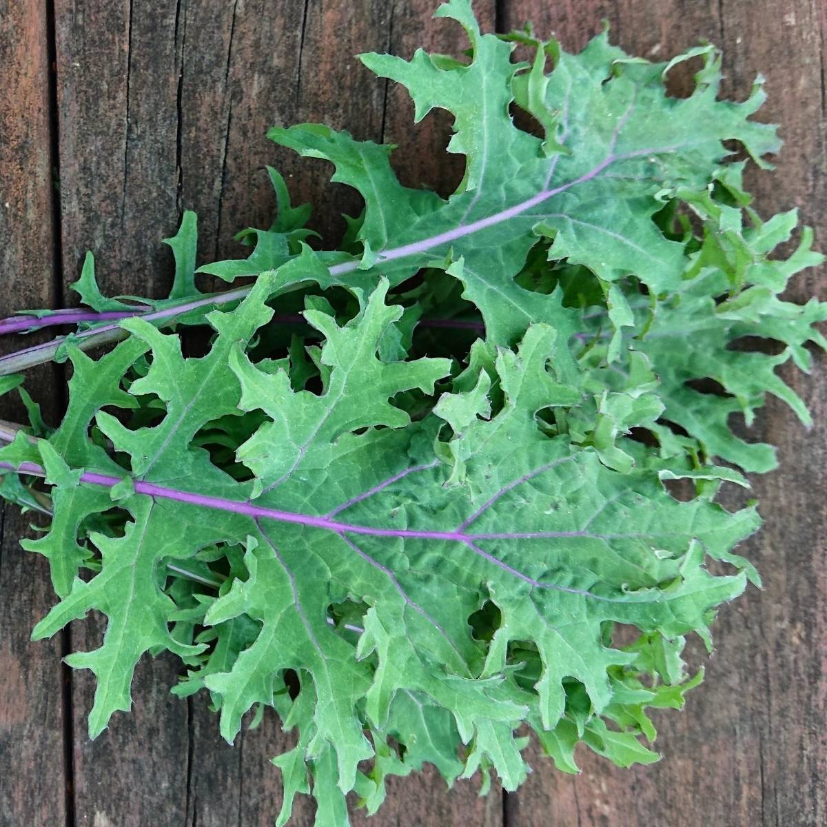 Kale- Red Russian seeds | The Seed Collection