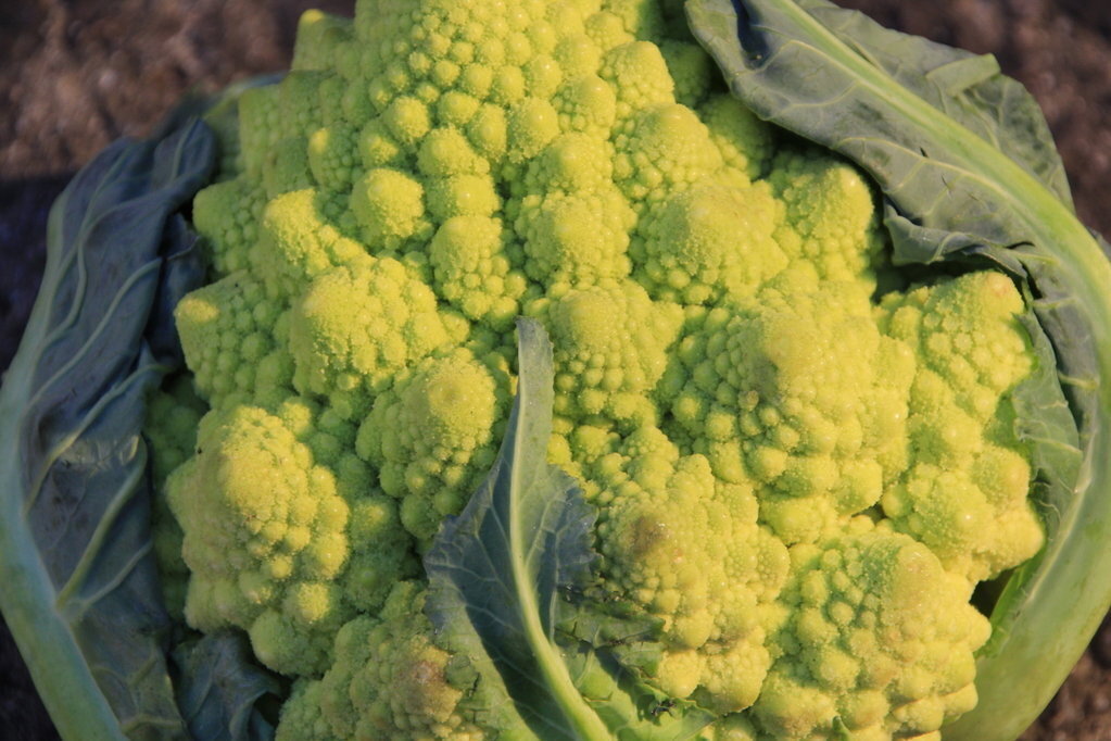 Romanesco Broccoli 2018 Vegetable Seeds