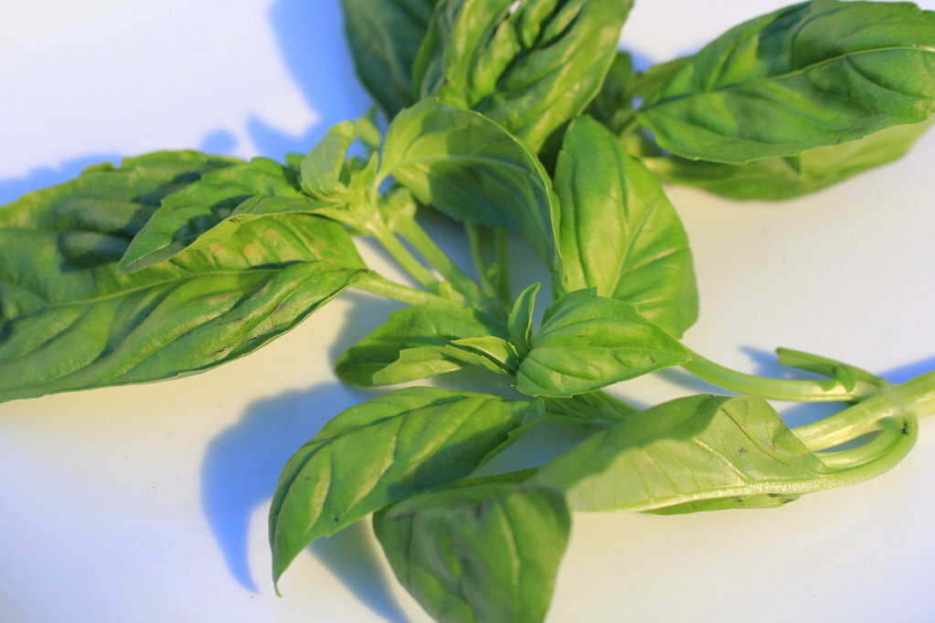 approx 100 seeds Basil mentha x Piperita citrata Basil mint seeds 2 Dry seed heads 