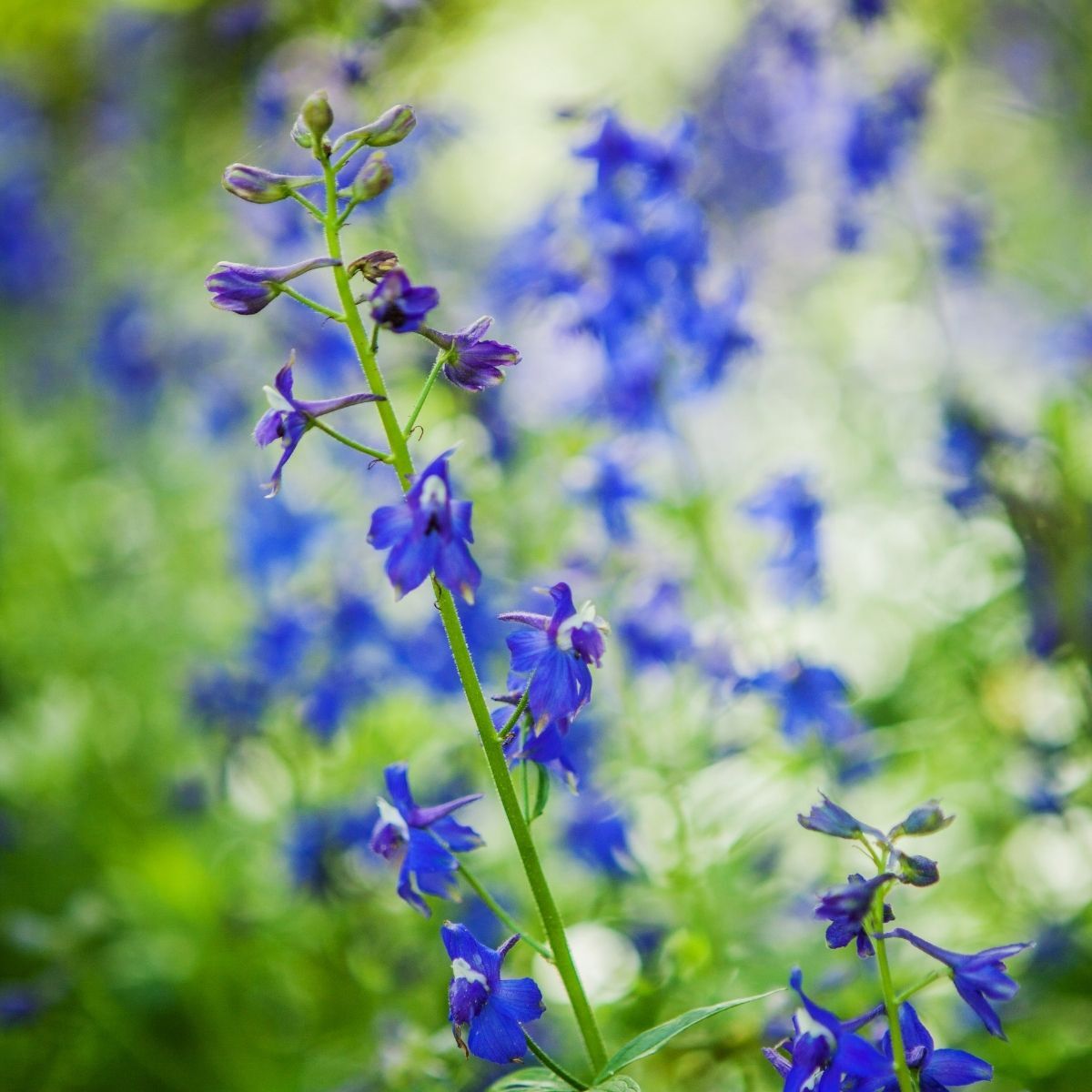 Larkspur- Blue Cloud seeds | The Seed Collection