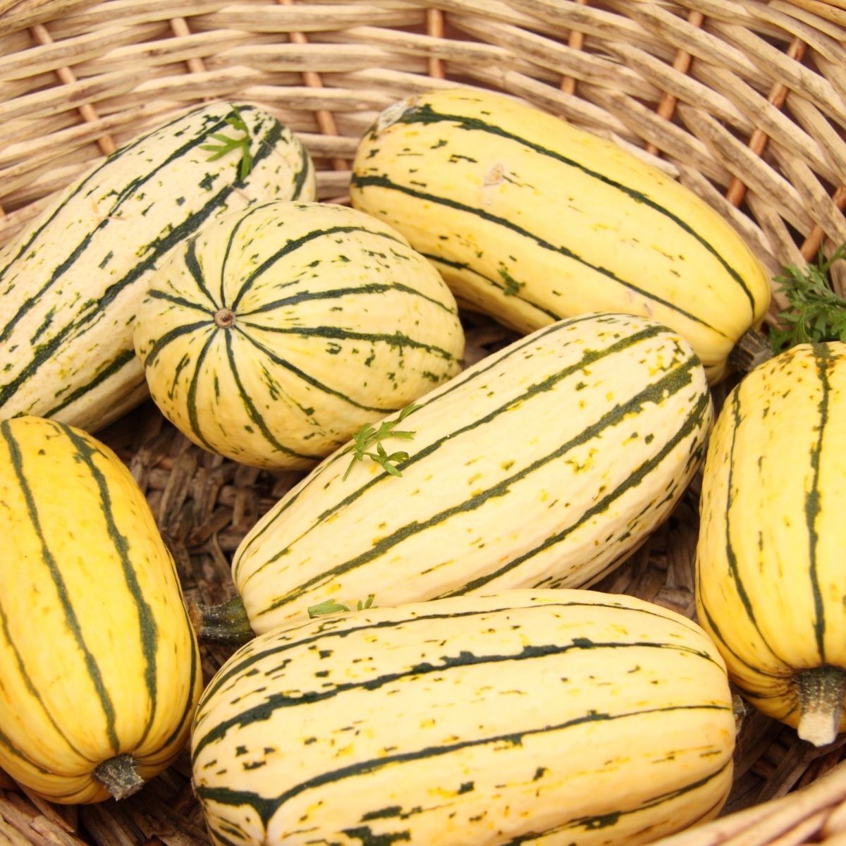 Winter Squash Delicata seeds The Seed Collection