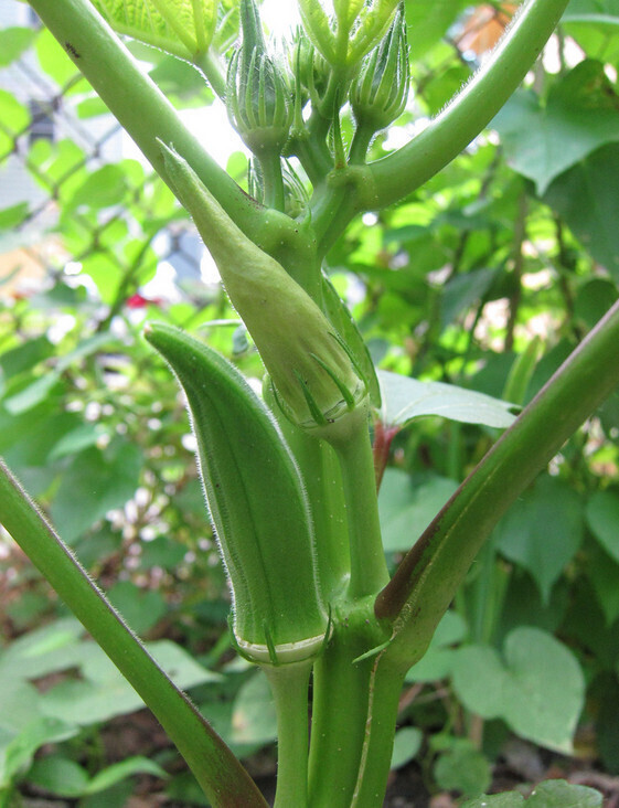 Okra- Clemson's Spineless, 10 seeds (Abelmoschus ...