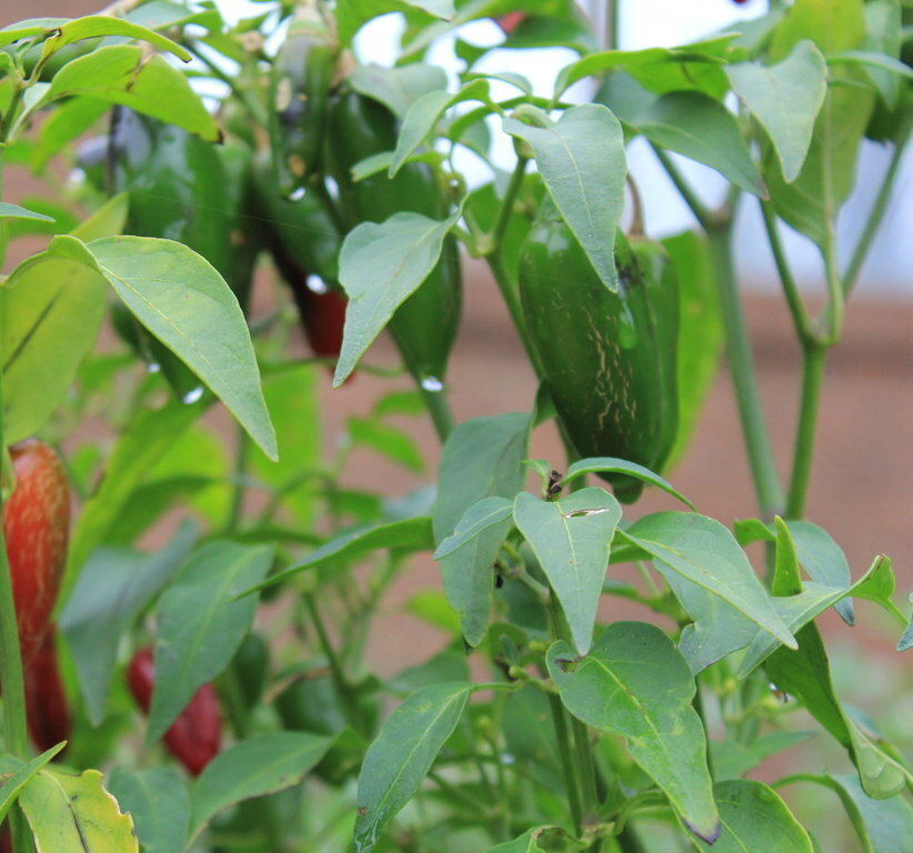 Chilli Jalapeno seeds The Seed Collection