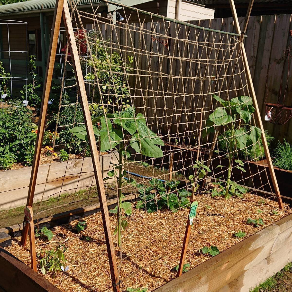 Jute Pea and Bean Support Net