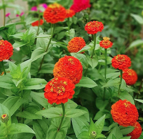 Zinnia- Lilliput Mix seeds | The Seed Collection