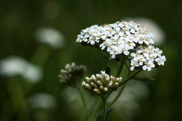 Yarrow seeds | The Seed Collection