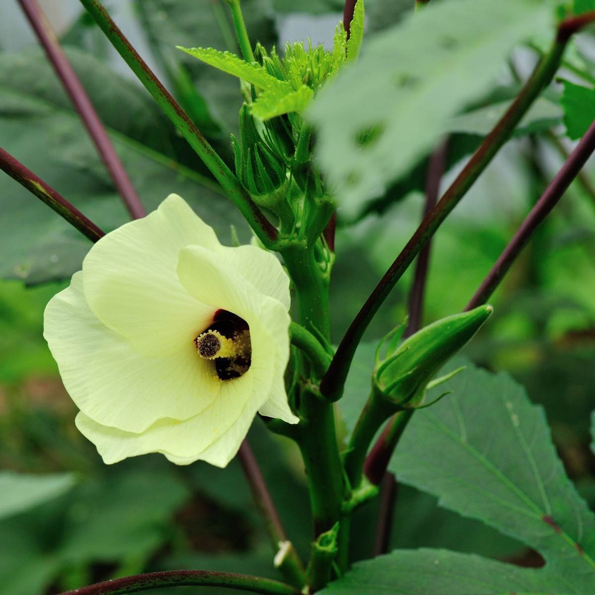 clemson spineless okra clemson spineless okra